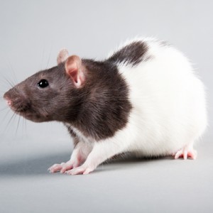 Brattleboro laboratory rat isolated on grey background